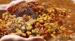 Kuru Üzüm 1000 Gr. (Yeni Ürün)